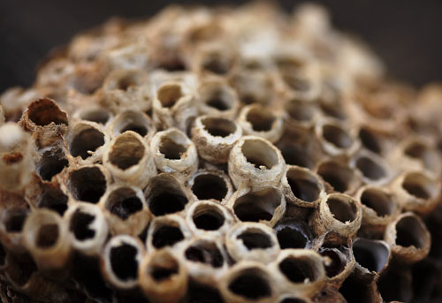 Colony Collapse Disorder Post